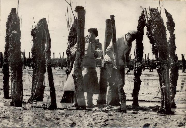 le-vivier_peche_moules-bouchots.jpg