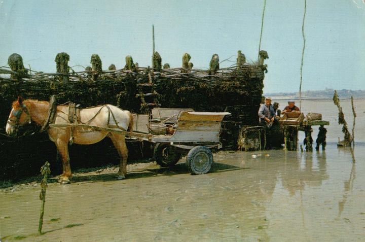 saint-benoit-des-ondes_peche_25.jpg